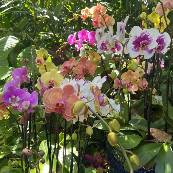 plumeria29